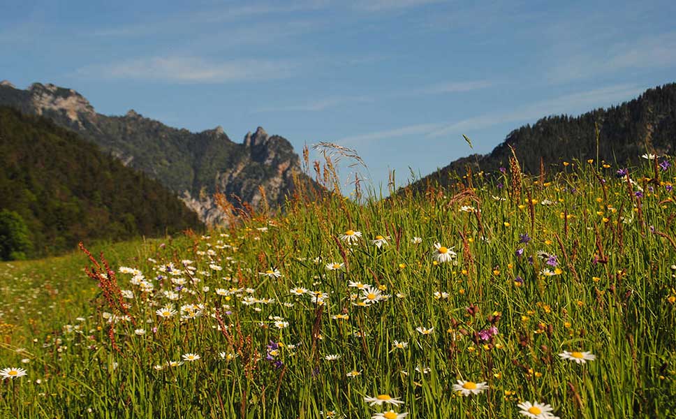 Bischofswiesen Schlafende Hexe und Lattengebirge
